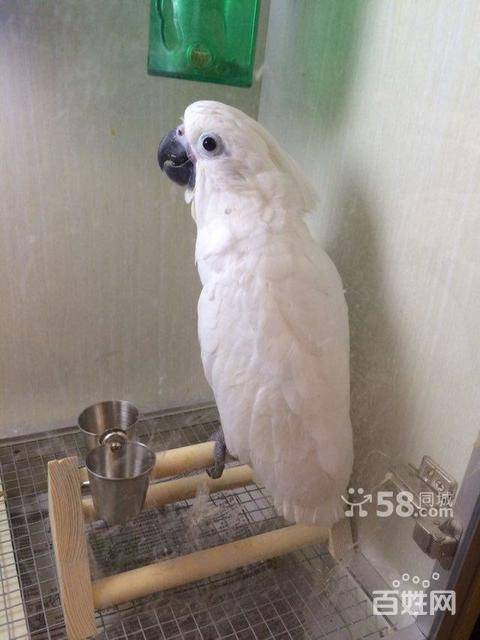 【图】3个月大雨伞巴丹鹦鹉转让 - 上海青浦 - 