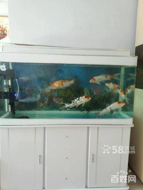 水族鱼缸行业：从传统到现代的新篇章