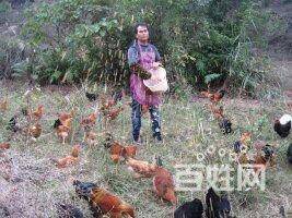【图】- 南宁放养土鸡哪里卖 大沙田土鸡5-8月