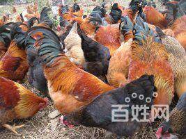 【图】- 南宁放养土鸡哪里卖 大沙田土鸡5-8月